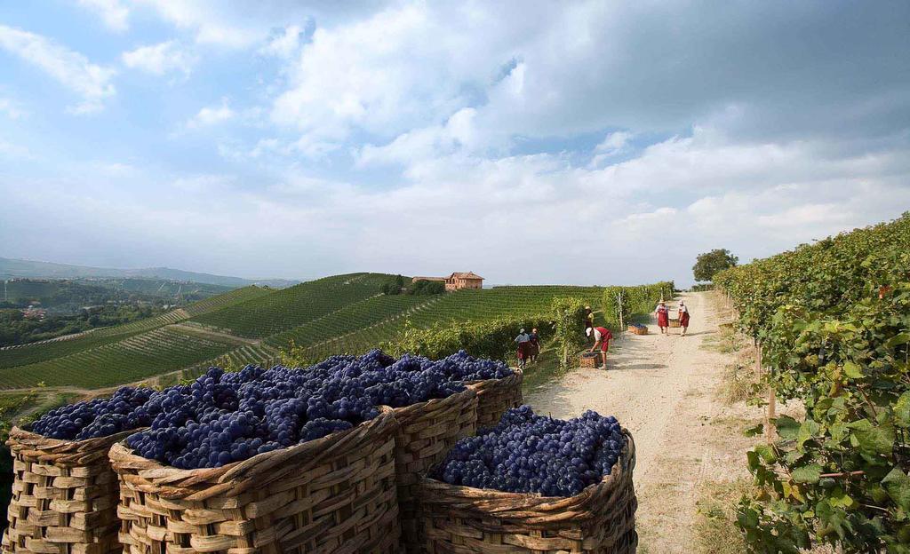 Villaggio Narrante - Le Case Dei Conti Mirafiore Serralunga d'Alba Extérieur photo